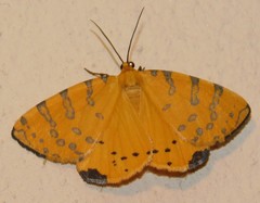 Veniliodes pantheraria