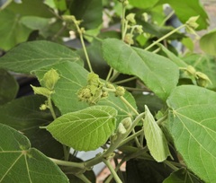 Macaranga involucrata