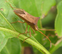 Gonocerini
