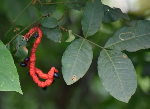 Cojoba rufescens, 2021-08-22