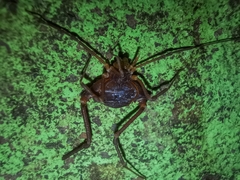 Krateromaspis dilatata