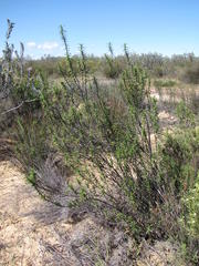 Cliffortia acanthophylla