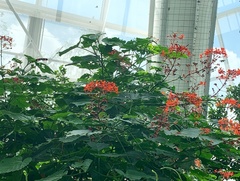 Clerodendrum speciosissimum