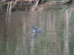 Tachybaptus dominicus