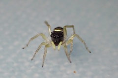 Phintella accentifera