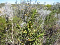 Cliffortia acanthophylla