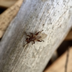 Tapeigaster nigricornis