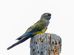 Cyanoliseus patagonus