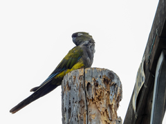 Cyanoliseus patagonus