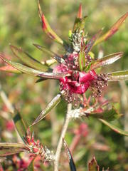Cliffortia acutifolia