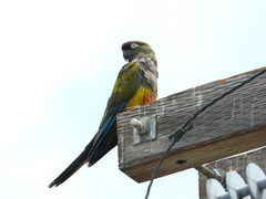 Cyanoliseus patagonus