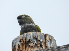 Cyanoliseus patagonus