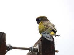 Cyanoliseus patagonus