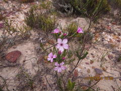 Acmadenia tetragona
