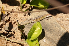 Cnemidophorus cryptus