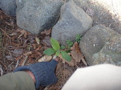 Echium acanthocarpum