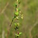 Cliffortia anthospermoides - Photo (c) Nick Helme,  זכויות יוצרים חלקיות (CC BY-SA), הועלה על ידי Nick Helme