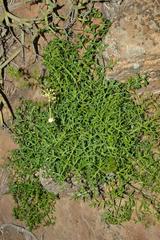 Cynorhiza typica