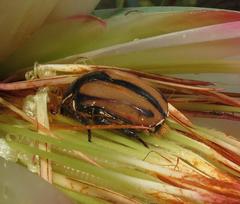 Trichostetha signata