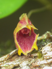 Masdevallia molossus