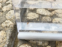 Idiosepius paradoxus