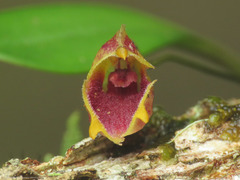 Masdevallia molossus