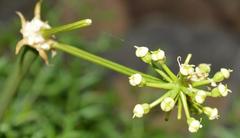Cynorhiza typica