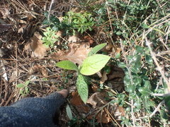 Echium acanthocarpum