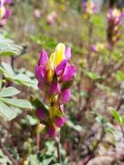 Lupinus stiversii