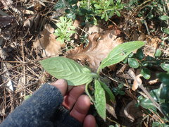 Echium acanthocarpum
