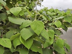 Macaranga involucrata