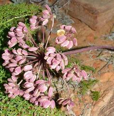 Cynorhiza typica