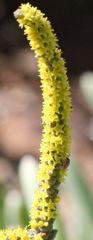 Crassula muscosa muscosa