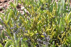 Crassula muscosa muscosa