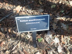 Echium acanthocarpum