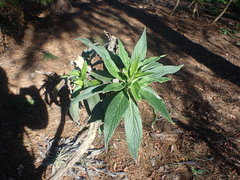 Echium acanthocarpum