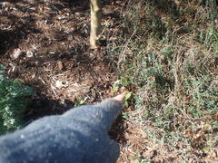 Echium acanthocarpum