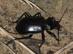 Calosoma marginale