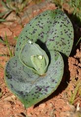 Colchicum vanjaarsveldii