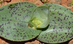 Colchicum vanjaarsveldii