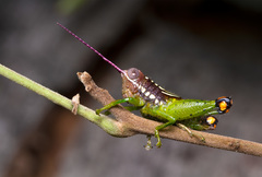 Orthoptera