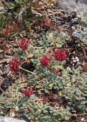 Eriogonum holmgrenii