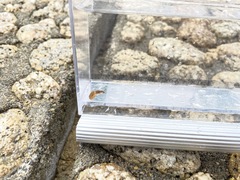 Idiosepius paradoxus