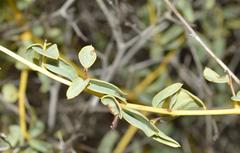 Dioscorea elephantipes