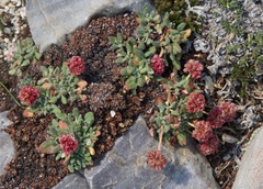 Eriogonum holmgrenii