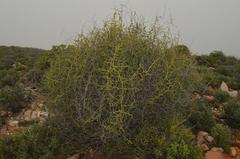 Dioscorea elephantipes