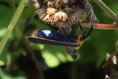 Ctenucha virginica