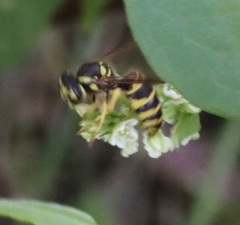 Vespula maculifrons
