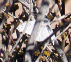 Pontia sisymbrii