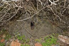 Dioscorea elephantipes